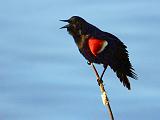 Red-winged Blackbird_DSCF00620